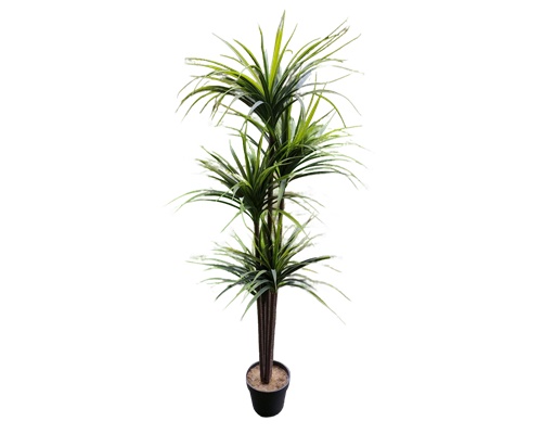 Alquiler Dracaena