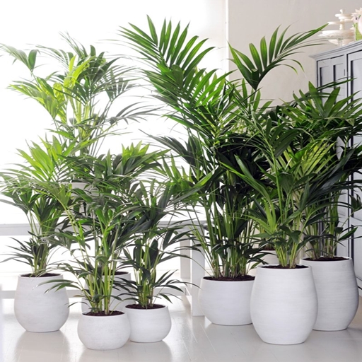 Alquiler Plantas